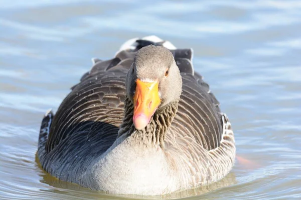 Grijze gans (Anser anser)) — Stockfoto