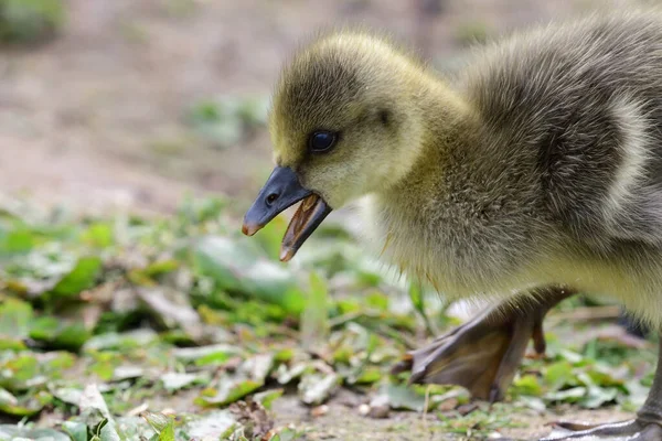 Grijze gans (Anser anser)) — Stockfoto