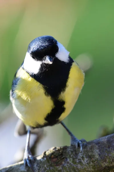 Большая синица (Parus major)) — стоковое фото