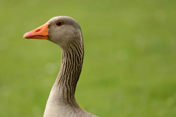 Greylag goose (anser anser) — Stock Photo, Image