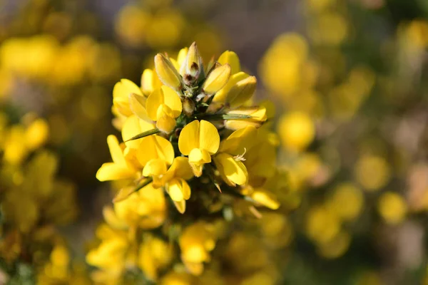 Gorse çalısı (ulex)