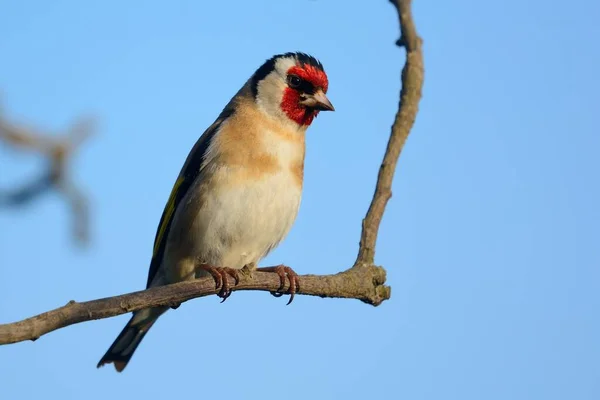 European goldfinch (carduelis carduelis) — Stock Photo, Image
