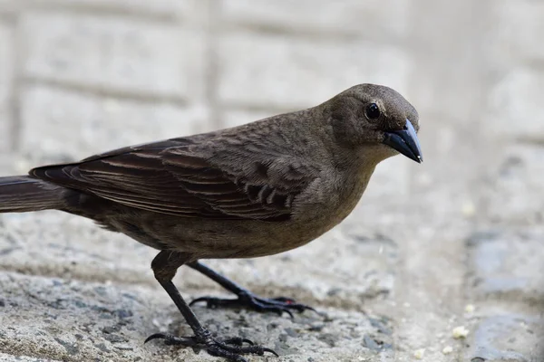 Grackle — Zdjęcie stockowe