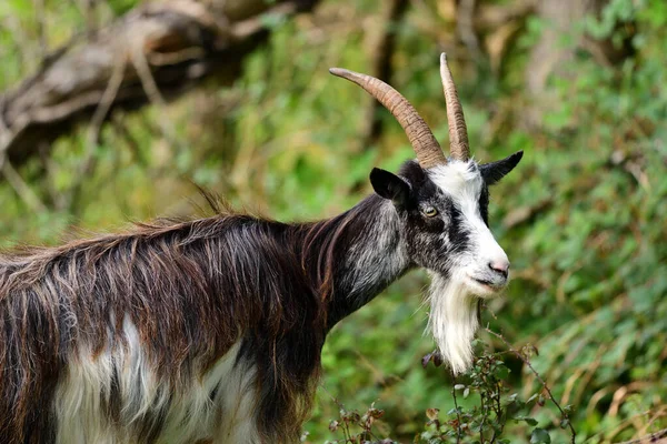 Sakallı keçi — Stok fotoğraf