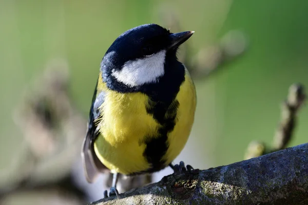 Gran Teta (Parus major ) — Foto de Stock