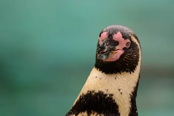 Пингвин Гумбольдт (Spheniscus humboldti) — стоковое фото