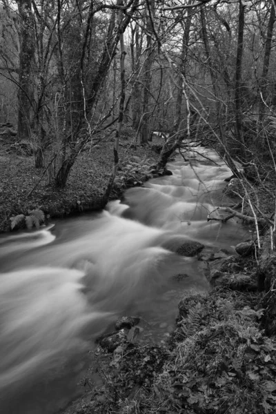 Horner woods in Somerset — Stock Photo, Image