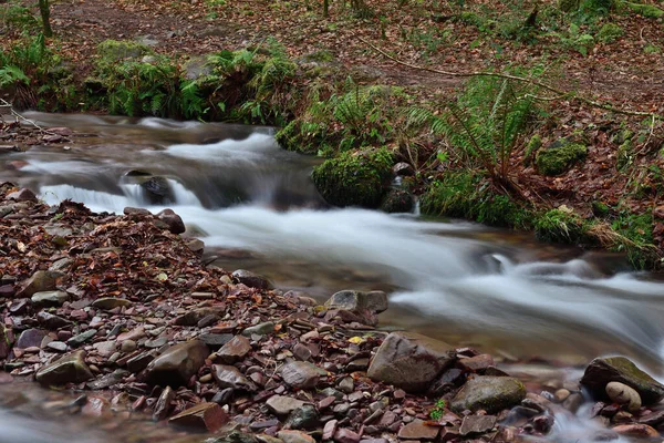 Horner woods — Stock fotografie