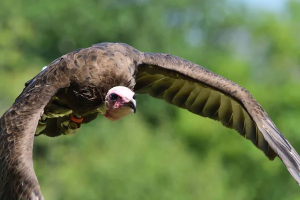 Buitre encapuchado (Necrosyrtes monachus ) — Foto de Stock