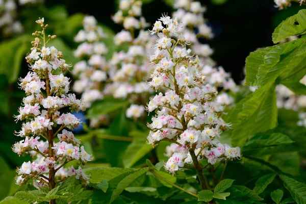 Fleur de châtaignier — Photo