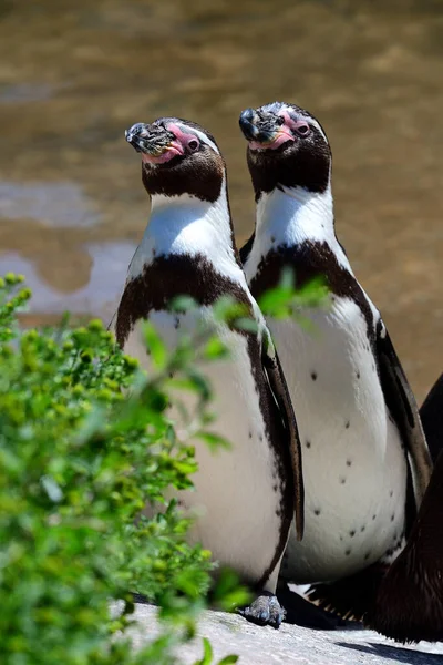 Pernguinas de Humboldt (speniscus humboldti ) — Foto de Stock