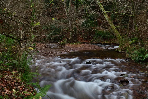 Bosques de Horner en Devon — Foto de Stock