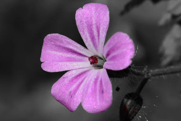 Herb-Robert (geranium robertianum) — Stock fotografie