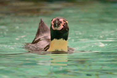 Humboldt pengueni (Spheniscus humboldti)