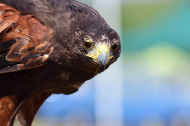Harris 'in şahini (Parabuteo unicinctus)