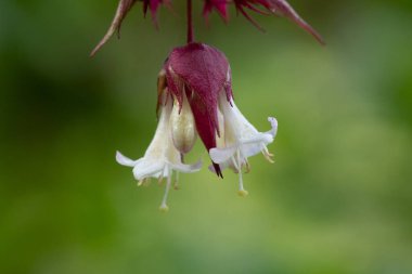 Himalaya hanımeli (leycesteria formosa)