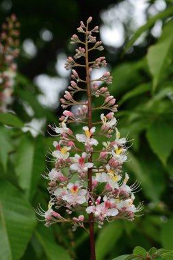 At kestanesi (aesculus) çiçeği