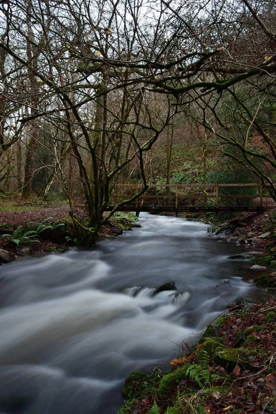 Somerset 'teki Horner Ormanı — Stok fotoğraf