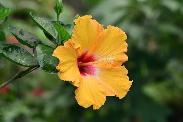 Hibiscus çiçeği — Stok fotoğraf