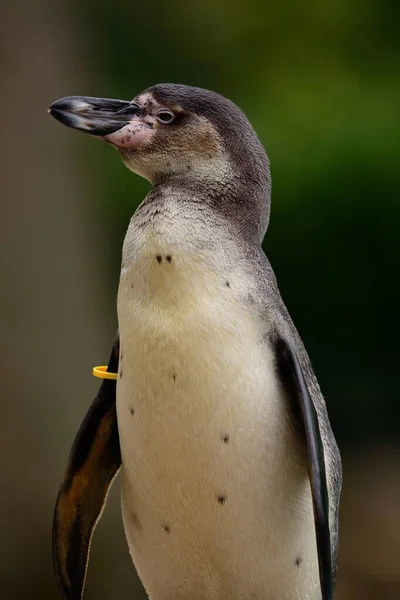 Tučňák bílý (Spheniscus humboldti) — Stock fotografie