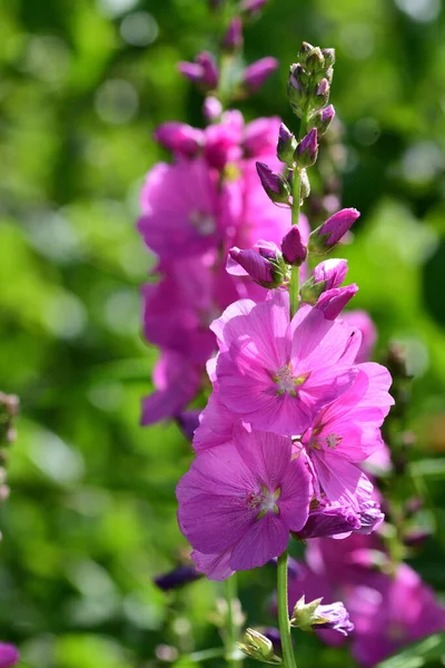 Ollyhock (Alcea ) — Foto Stock