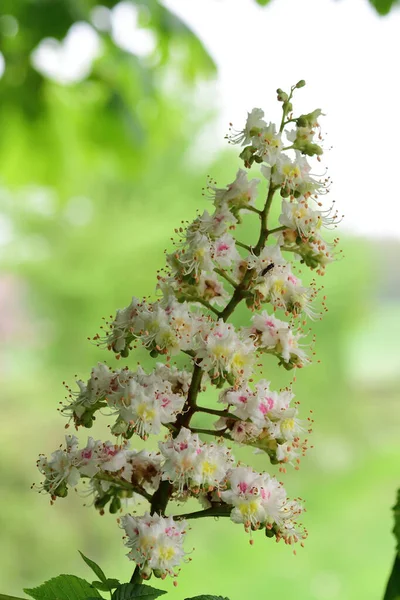 Kastanjeträd (Aesculus hippocastanum)) — Stockfoto