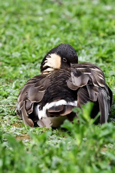 Гавайская коза (Branta sandvicensis) ) — стоковое фото