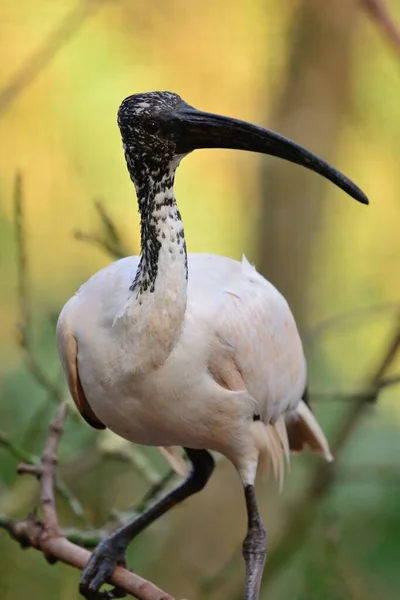 Ibis — Zdjęcie stockowe