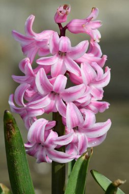 pembe sümbül çiçekleri