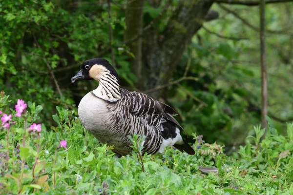 Hawaiian goose (branta sandvicensis) — Stock Photo, Image