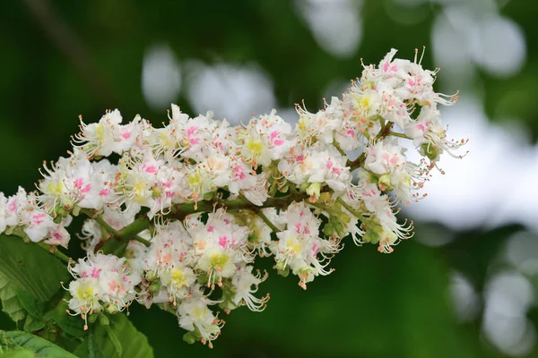 At kestanesi ağacı (Aesculus hipocastanum)