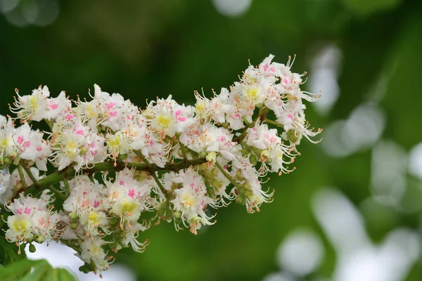 Hästkastanj (Aesculus hippocastanum) — Stockfoto