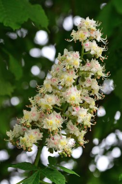 At kestanesi (Aesculus hippocastanum)