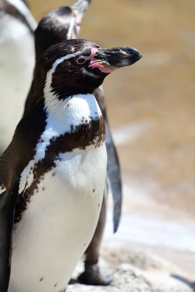 Humboldt pernguin (speniscus humboldti) — Stock fotografie