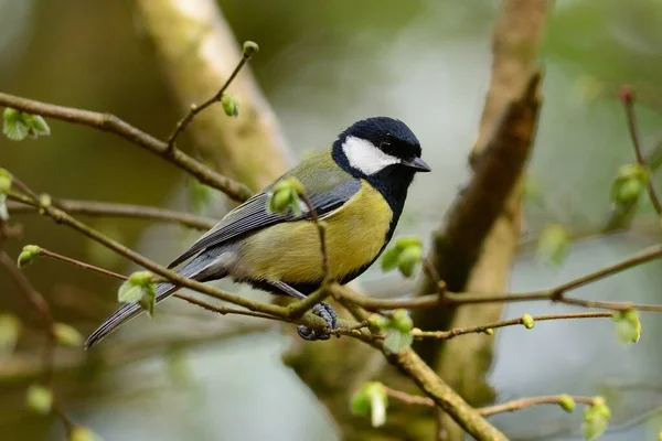 Bogatka (parus major) — Zdjęcie stockowe