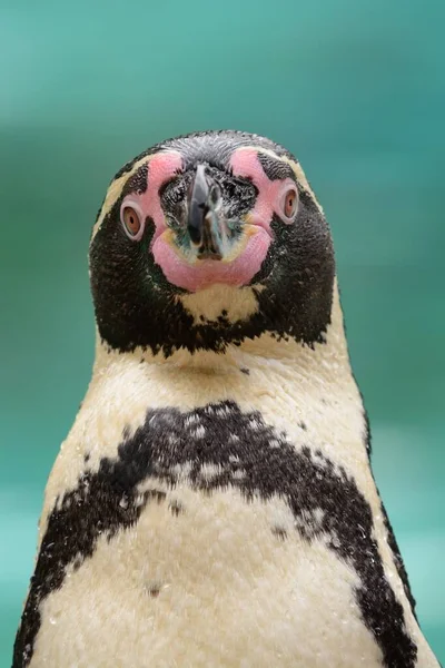 Pingwin humboldt (Spheniscus humboldti) — Zdjęcie stockowe