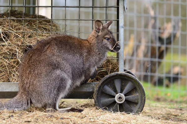 ¡Wallaby! — Foto de Stock