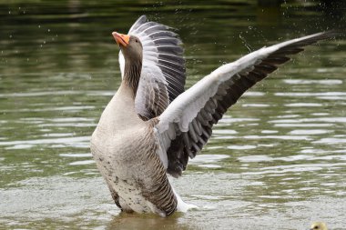 Greylag kaz (Anser anser)