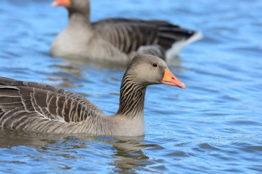 Greylag kaz (Anser anser)