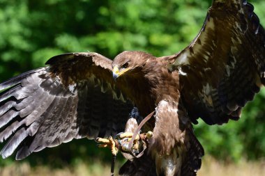Altın kartal (Aquila chrysaetos)