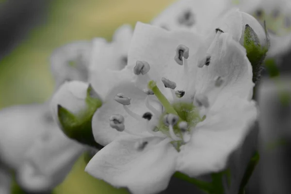 Flor de espino (crataegus monogymna ) —  Fotos de Stock