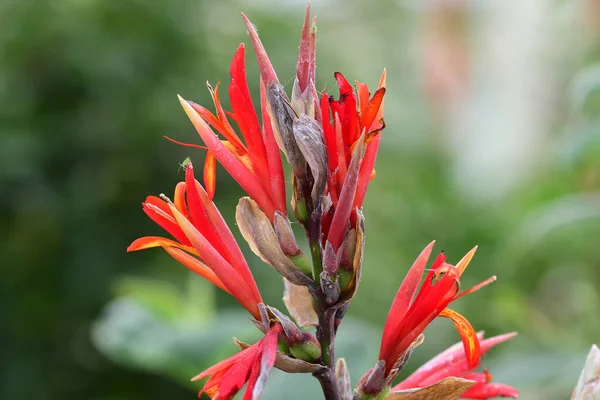 Atış Hint (Canna indica) — Stok fotoğraf