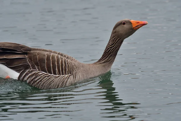 Greylag kaz (Anser anser) — Stok fotoğraf