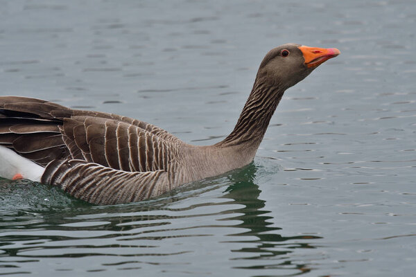Greylag goose (Anser anser)
