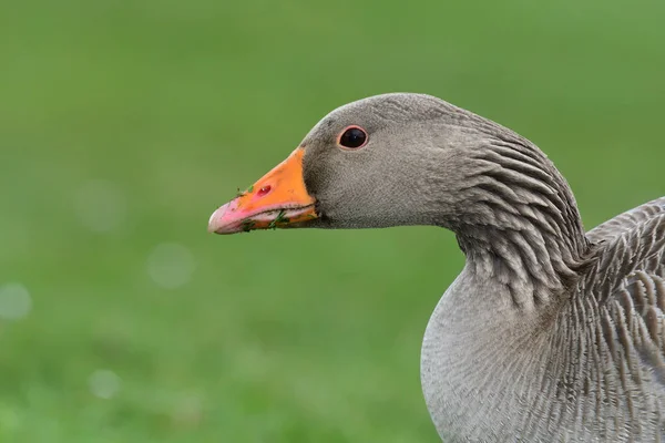 Greylag kaz (Anser anser) — Stok fotoğraf