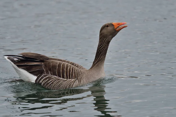 Greylag kaz (Anser anser) — Stok fotoğraf