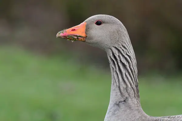 Grågås (Anser anser) — Stockfoto