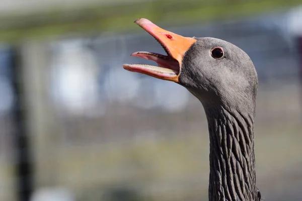 Ganso de Greylag (Anser anser) —  Fotos de Stock