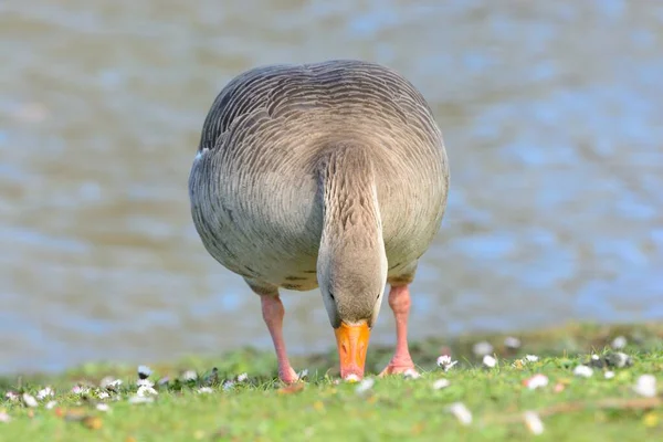 Ganso de Greylag (Anser anser) —  Fotos de Stock