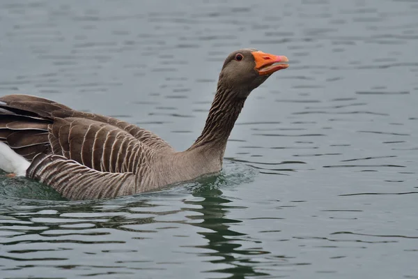 Greylag kaz (Anser anser) — Stok fotoğraf